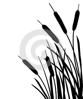 Vector corner bunch of Bulrush or reed or cattail or typha leaves silhouette in black isolated on white background.