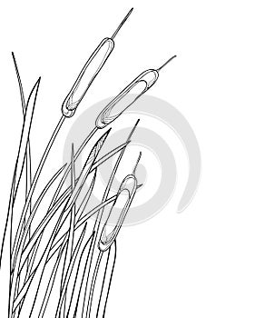 Vector corner bunch of outline Bulrush or reed or cattail with leaves in black isolated on white background. Swamp grass plant.