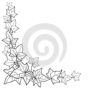 Vector corner bunch with outline Ivy or Hedera leaves. Ornate leaf of Ivy vine in black isolated on white background.