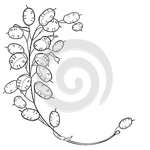 Vector corner bunch of outline Lunaria or Honesty or moonwort dried flowers in black isolated on white background.
