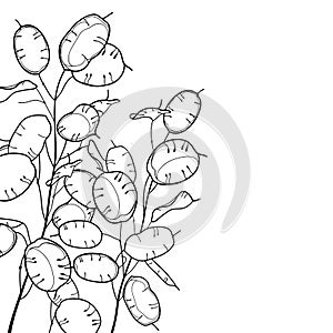 Vector corner bunch of outline Lunaria or Honesty or moonwort dried flowers in black isolated on white background.