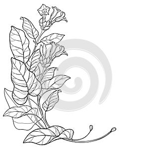 Vector corner bunch of outline toxic Tobacco plant or Nicotiana flower, bud and leaf in black isolated on white background.