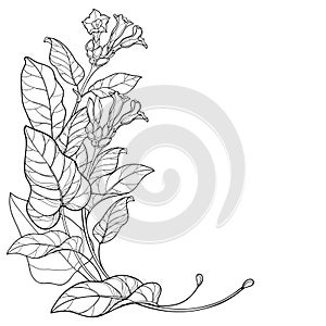 Vector corner bunch of outline toxic Tobacco plant or Nicotiana flower, bud and leaf in black isolated on white background. photo