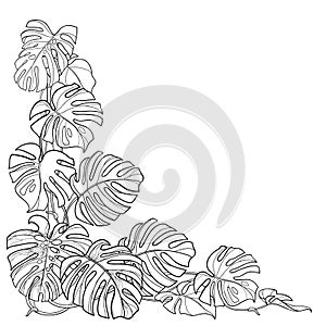 Vector corner foliage bunch with outline tropical Monstera or Swiss cheese plant in black isolated on white background.