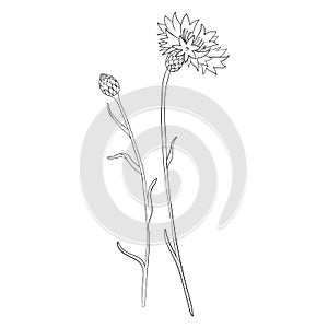Vector drawing cornflower flower