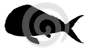 Coryphaena sea fish. Hand-drawn ocean fish Coriphaena in sketch style, black silhouette for menu design template, signage, logos, photo