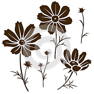 Vector cosmos flower silhouette isolated on white