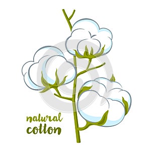 Vector cotton brunch