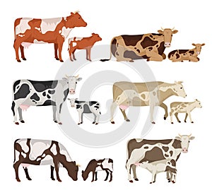 Vector cow and calf collection photo