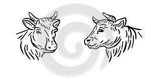 Vector of cow head design on white background. Farm Animal.Cows logos or icons.