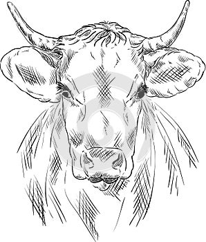 Cow portrait