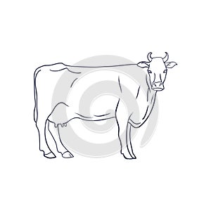 Vector of cow on white background. Animal Farm. Vector