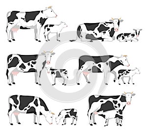 Vector cows and calves