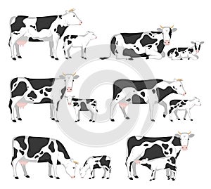 Vector cows and calves photo