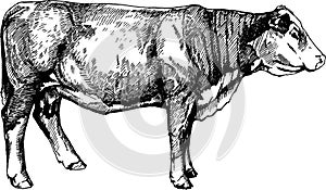 Vector cows graphics illustration farm animals Hereford calf photo