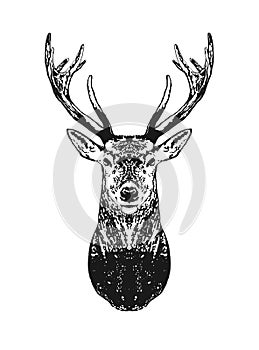 Silhouette of deer head engraving.