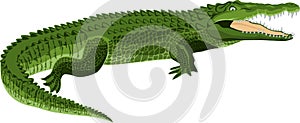 Vector crocodile isolated on white