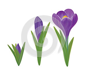 Vector crocuses flowers.