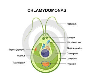 Vector cross section of a Chlamydomonas. The structure of the algae cell