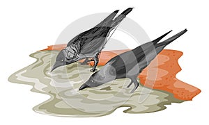 Vector of crow drinking water.