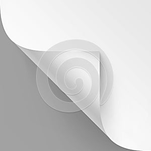 Vector Curled corner of White paper with shadow Mock up Close up Isolated on Gray Background