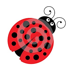 Vector Cute Cartoon Ladybug photo
