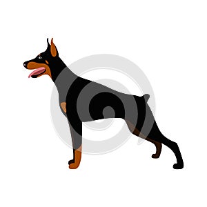 Vector cute dog Doberman Pinscher