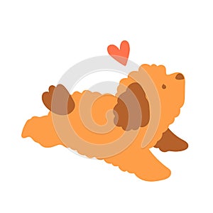 Vector cute illustration of small toy poodle puppy