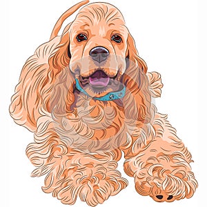 Vector cute sporting dog breed American Cocker Spa photo