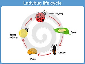 Vector Cycle of ladybug for kids photo