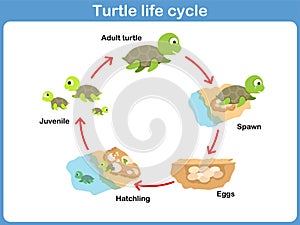 Vettore ciclo da tartaruga 