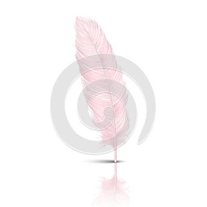 Vector 3d Realistic Falling Pink Flamingo Fluffy Twirled Feather with Reflection Closeup Isolated on White Background photo