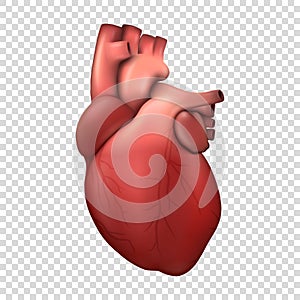 Vector 3d Realistic Health Heart Model Icon Closeup Isolated on Transparent Background. Design Template of Human Organ photo