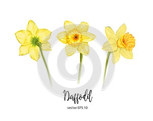 Vector daffodil, narcissus flower set