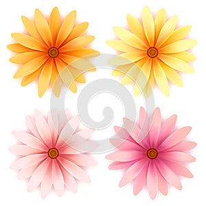 Vector daisy flowers set isolated on white