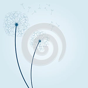 Vector dandelion background