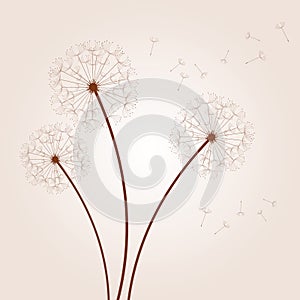 Vector dandelion background