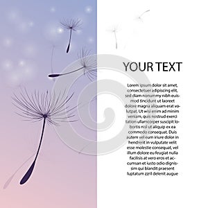 vector dandelion blowing seeds with flower background for banner poster, cards, and template. Black Dandelion seeds