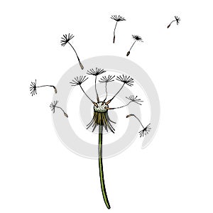 Vector Dandelion blowing silhouette. Flying blow dandelion buds black outdoor decoration on white.