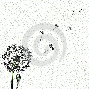 Vector Dandelion, hand drawing. Flying blow dandelion buds black outdoor decoration on a background speckled