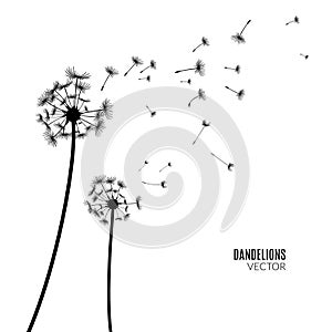 Vector Dandelion silhouette. Flying dandelion buds black on white.