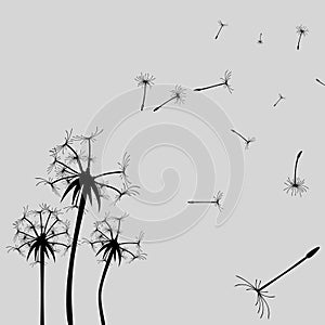 Vector Dandelion silhouette. Flying dandelion buds black on white.