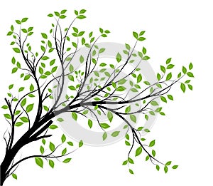 Vector - decorative branch photo