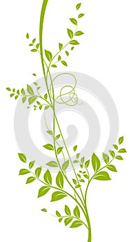 Vector decorative element. Green liana photo