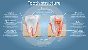 Vector dental anatomy and tooth structure diagram
