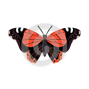 Vector design of butterfly and flying logo. Set of butterfly and magical stock vector illustration.