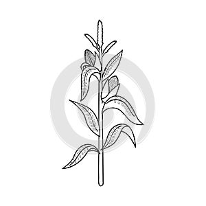 Vector design of corn and stalk icon. Set of corn and field stock vector illustration. photo