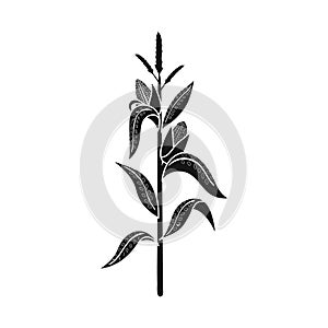 Vector design of corn and stalk logo. Set of corn and field vector icon for stock.