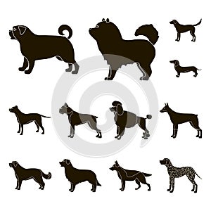 Vector design of cute and puppy symbol. Set of cute and animal stock vector illustration.