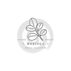 Vector design element and icon in linear style - moringa - healthy eco food. Organic ingredient. Detox supplements. Logo